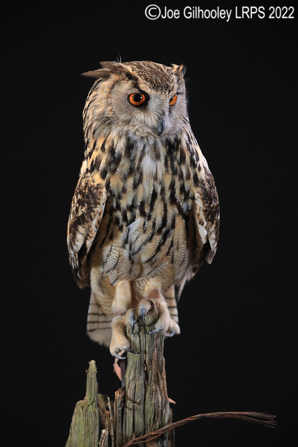 European Eagle Owl

