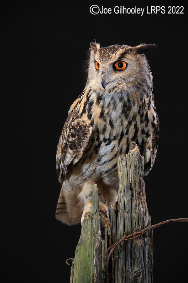 European Eagle Owl
