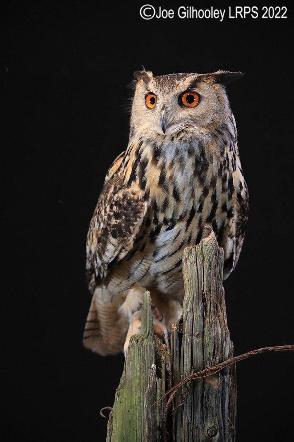 European Eagle Owl
