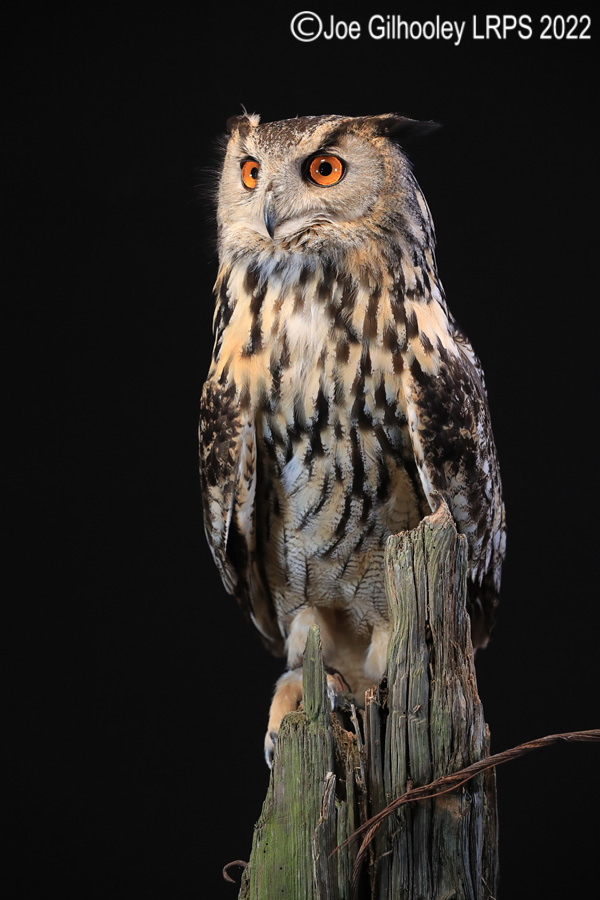 European Eagle Owl
