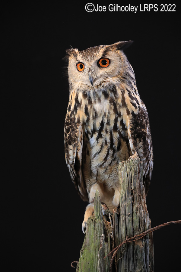 European Eagle Owl
