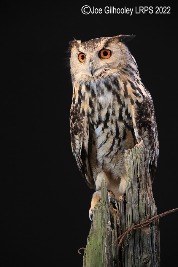 European Eagle Owl
