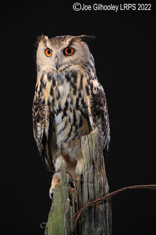 European Eagle Owl
