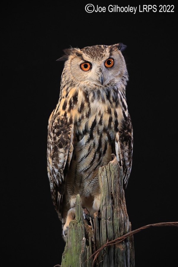 European Eagle Owl
