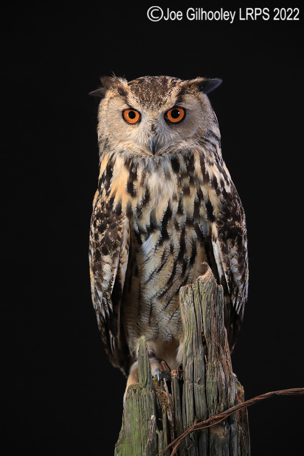 European Eagle Owl
