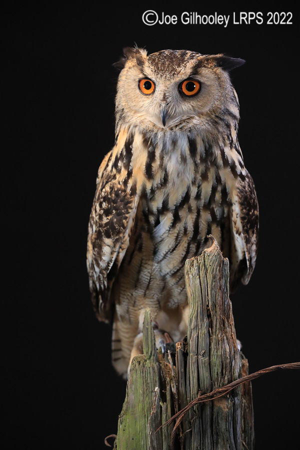 European Eagle Owl
