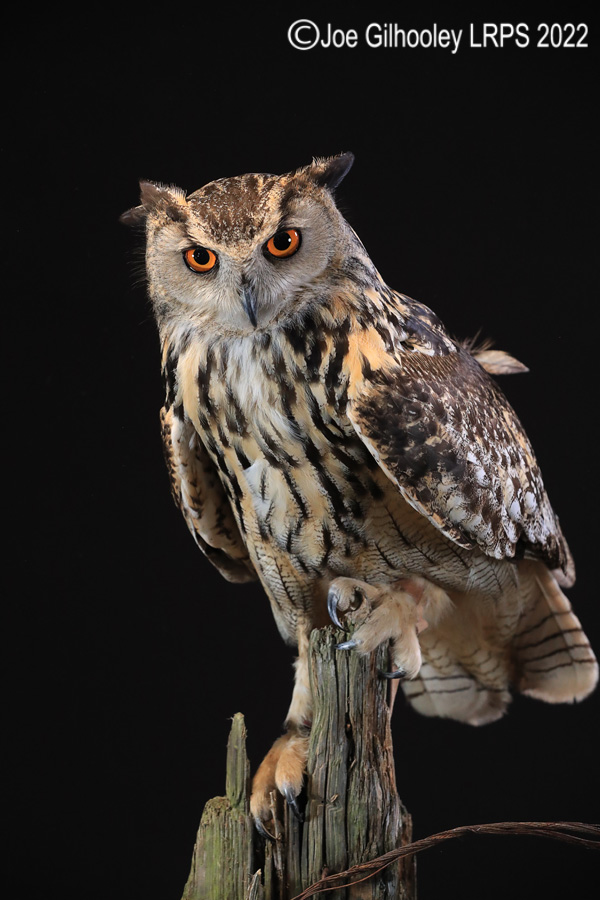 European Eagle Owl
