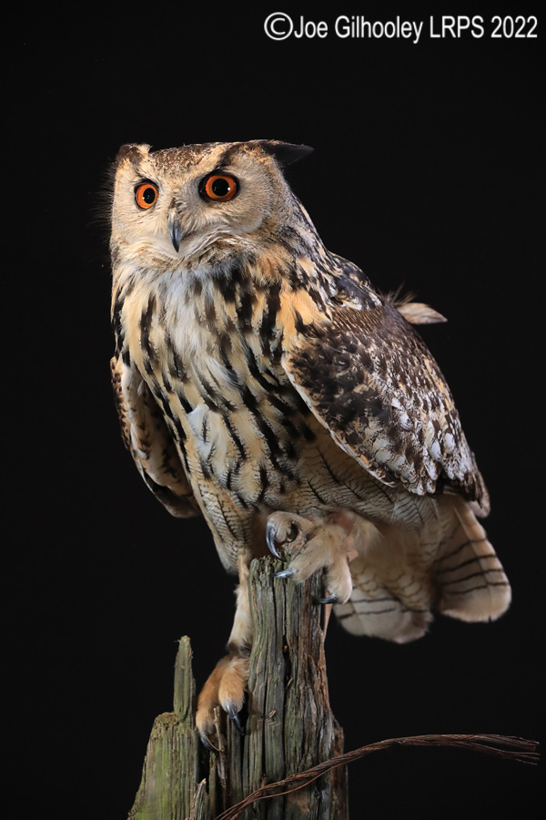 European Eagle Owl
