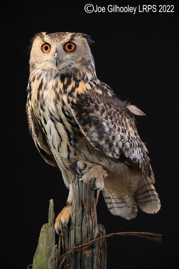 European Eagle Owl
