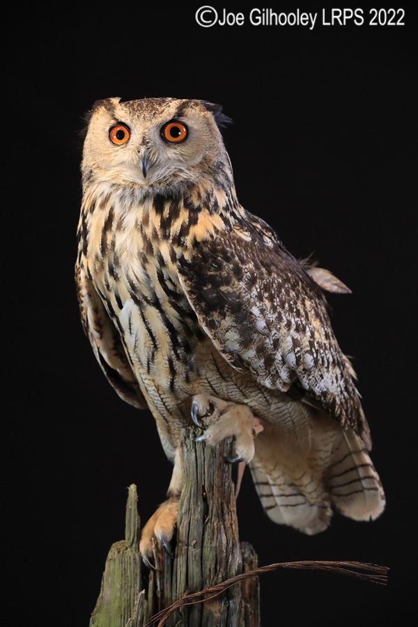 European Eagle Owl
