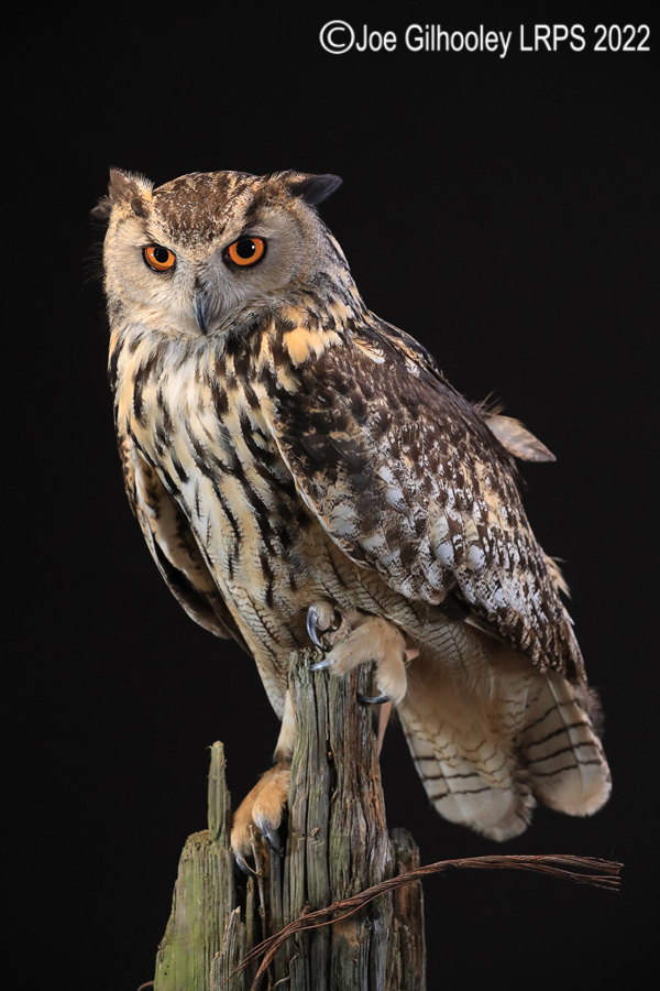 European Eagle Owl
