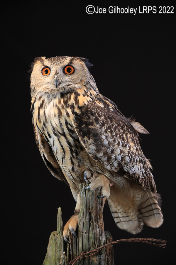 European Eagle Owl
