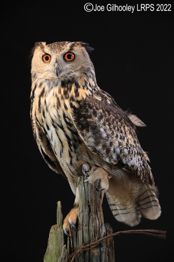 European Eagle Owl

