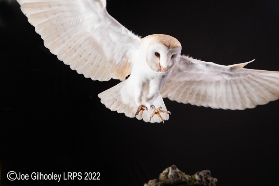 European Barn Owl in Flight
