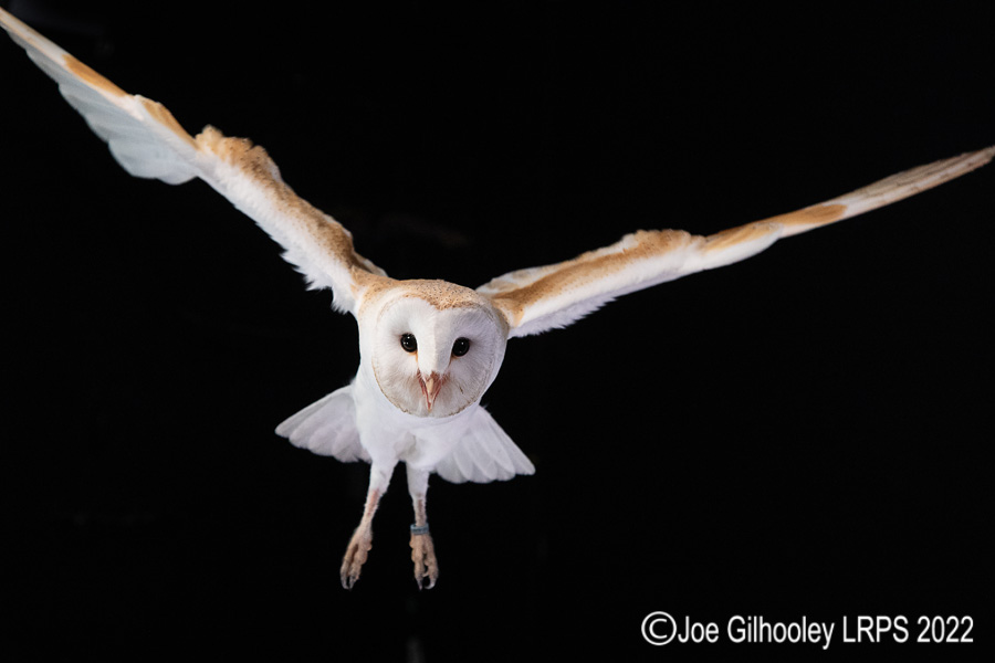 European Barn Owl in Flight
