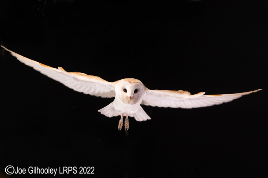 European Barn Owl in Flight
