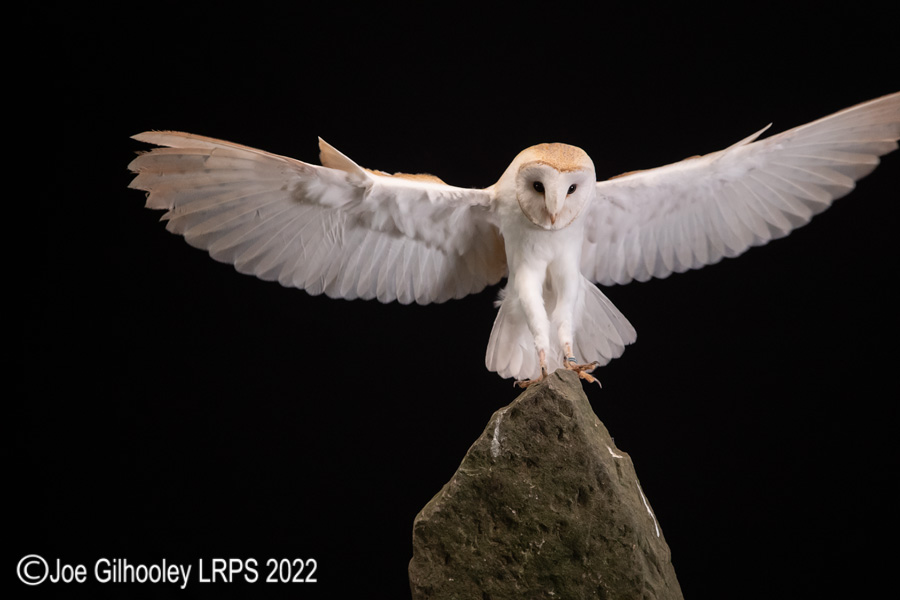 European Barn Owl in Flight
