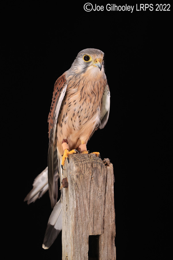 Kestrel

