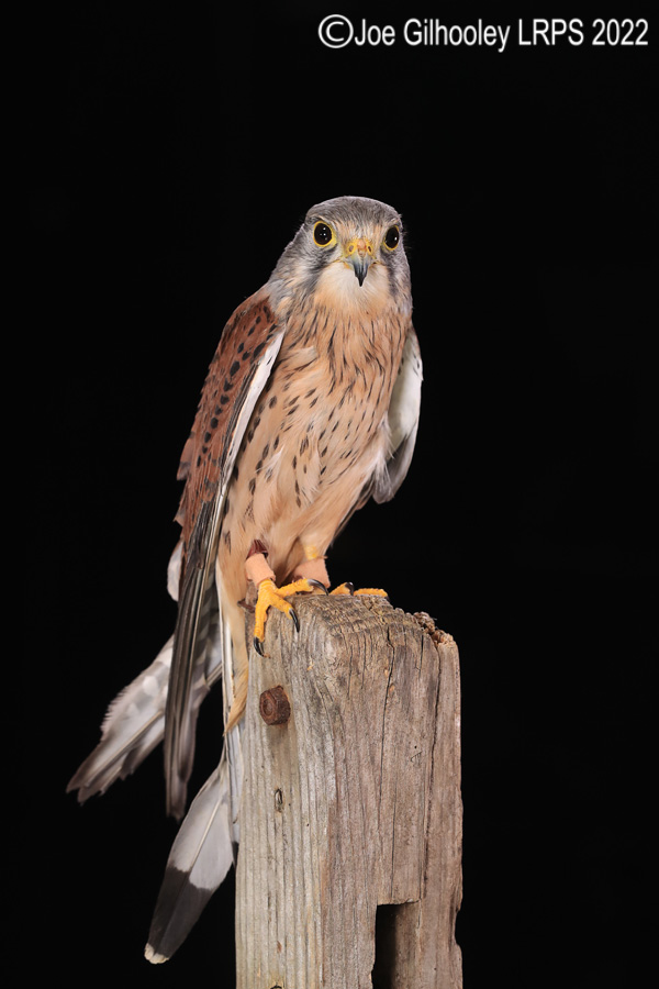 Kestrel
