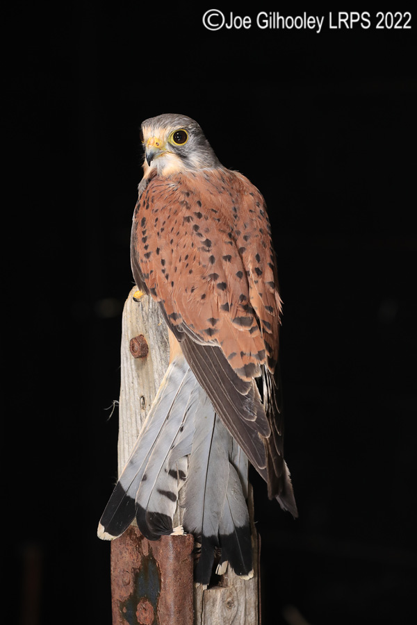 Kestrel
