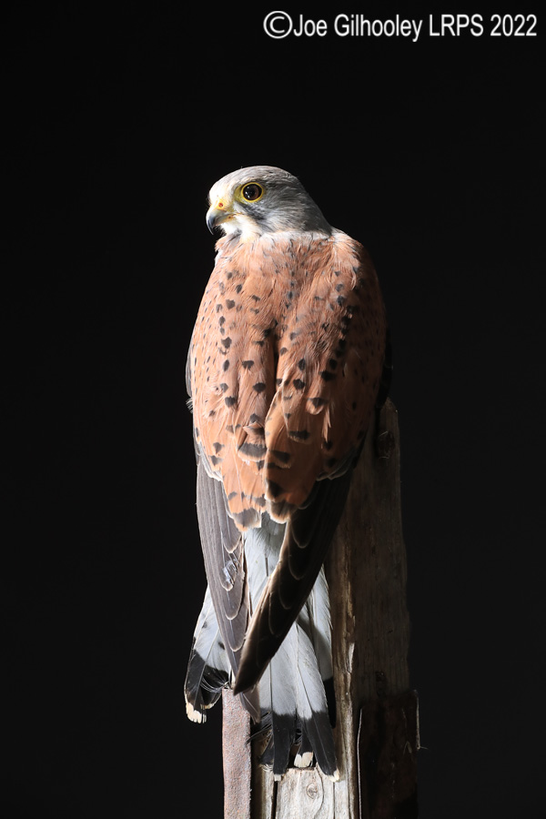 Kestrel
