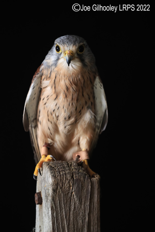 Kestrel
