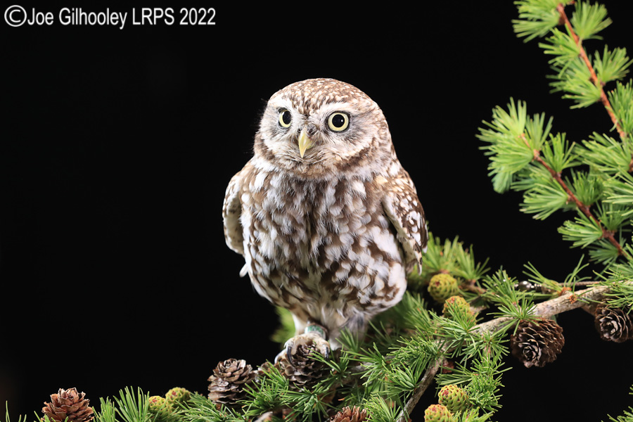 Little Owl
