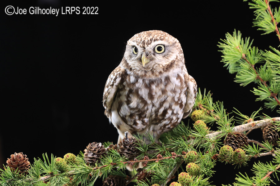 Little Owl

