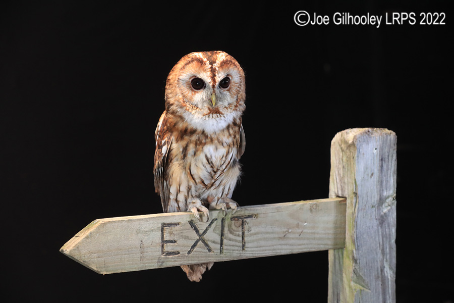 Tawny Owl

