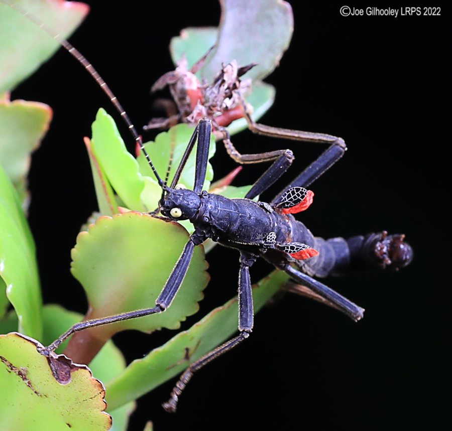 Black Beauty Stick Insect 5th October 2022