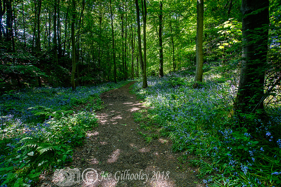 Bluebells in fine bloom in "Bluebells Woods" near Roslin