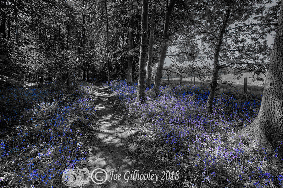 Bluebells in fine bloom in "Bluebells Woods" near Roslin