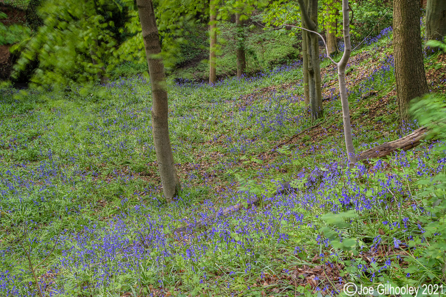 Bluebells in Kllburn Woods Roslin Midlothian