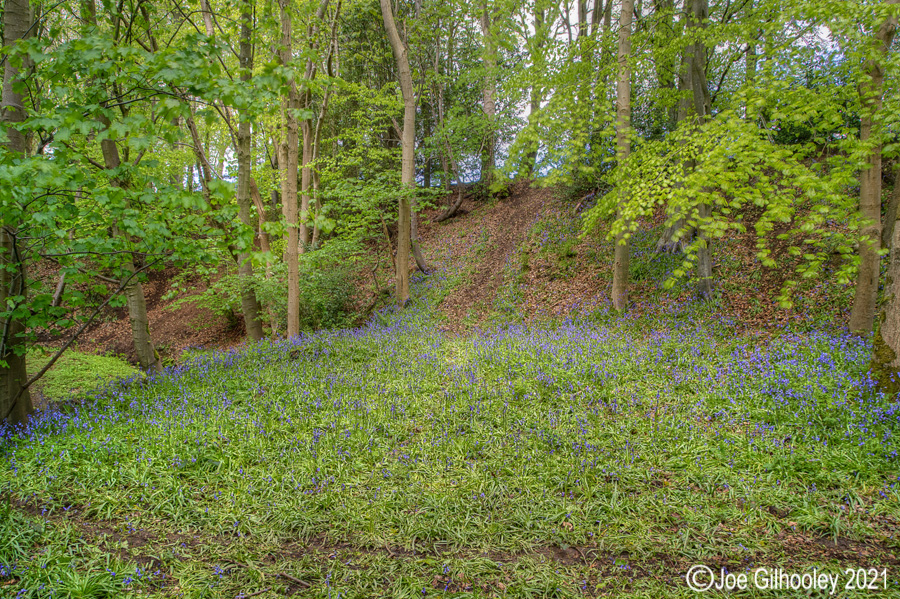 Bluebells in Kllburn Woods Roslin Midlothian