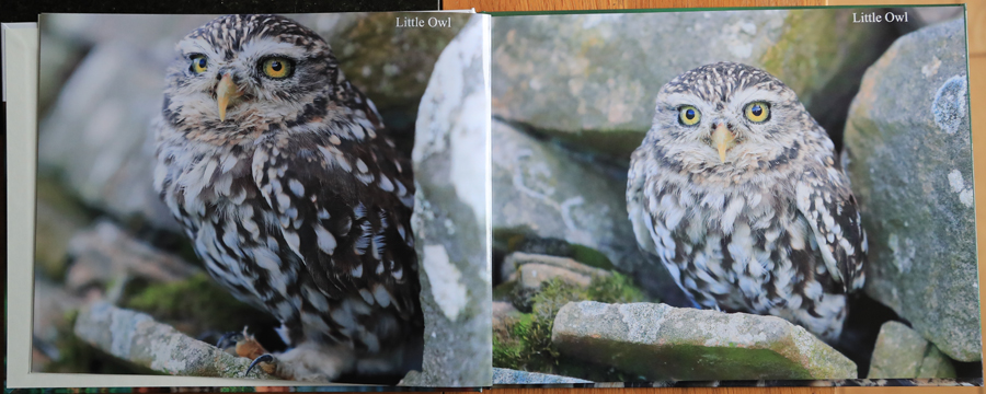 British Owls  Photography Book 