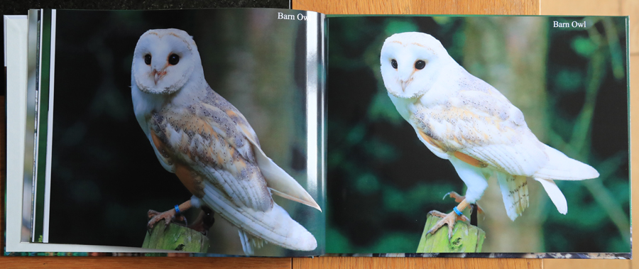 British Owls  Photography Book 