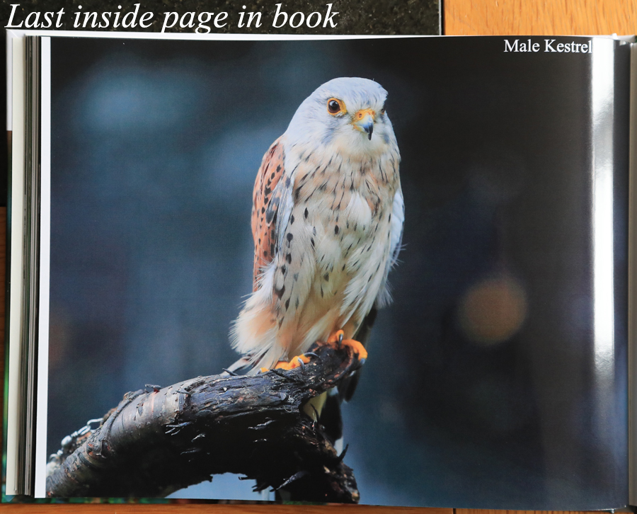 British Owls Photography Book 
