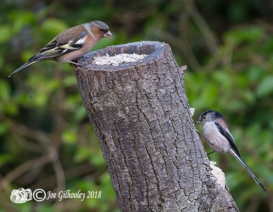 Male Chaffinch and a Long Tailed Tit in our Garden
