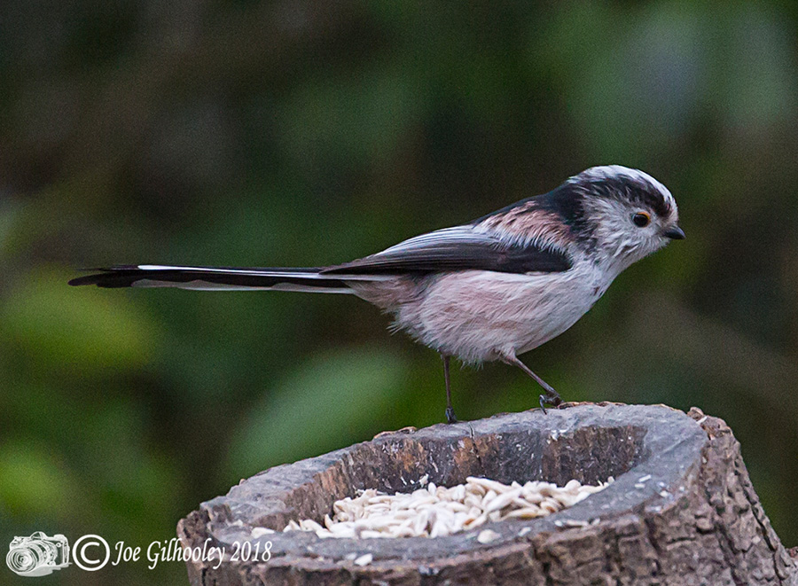   Long Tailed Tit in our Garden