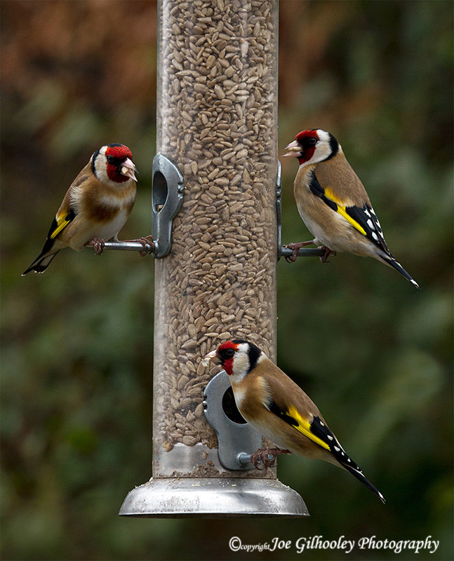 Three of the Nine Goldfinches at feeder