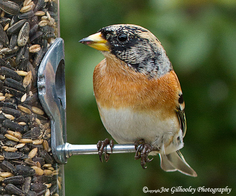Male Brambling at feeder