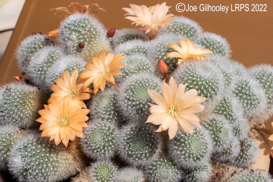 Rebutia Muscula Cactus Plant