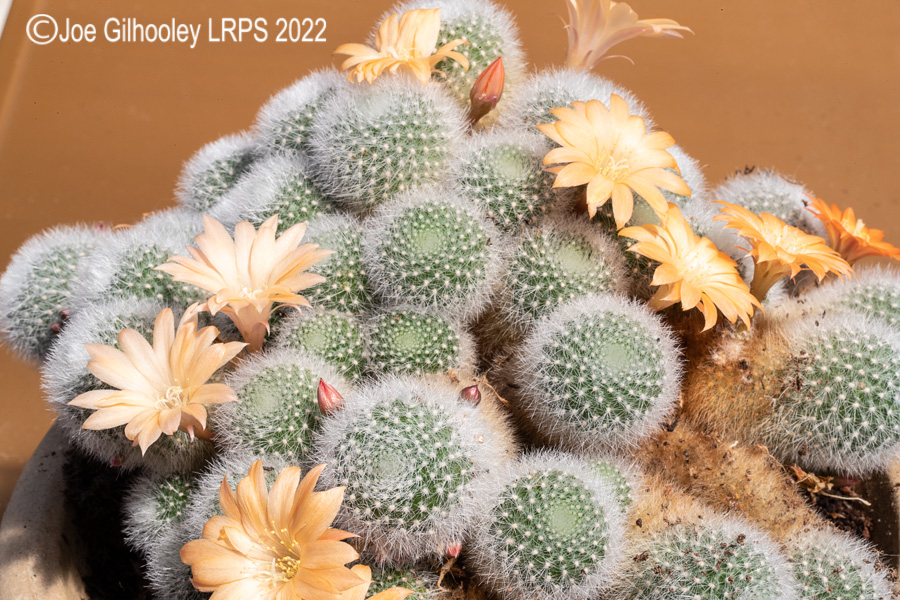 Rebutia Muscula Cactus Plant