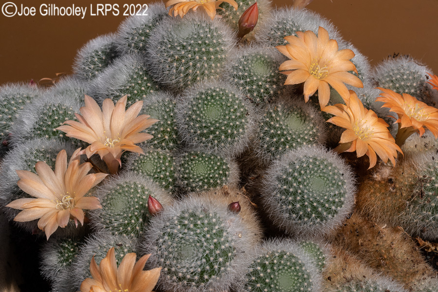 Rebutia Muscula Cactus Plant