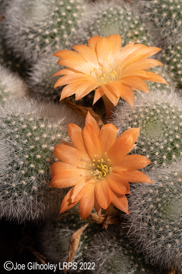 Rebutia Muscula Cactus Plant