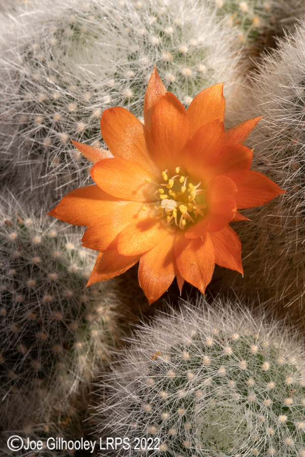 Rebutia Muscula Cactus Plant