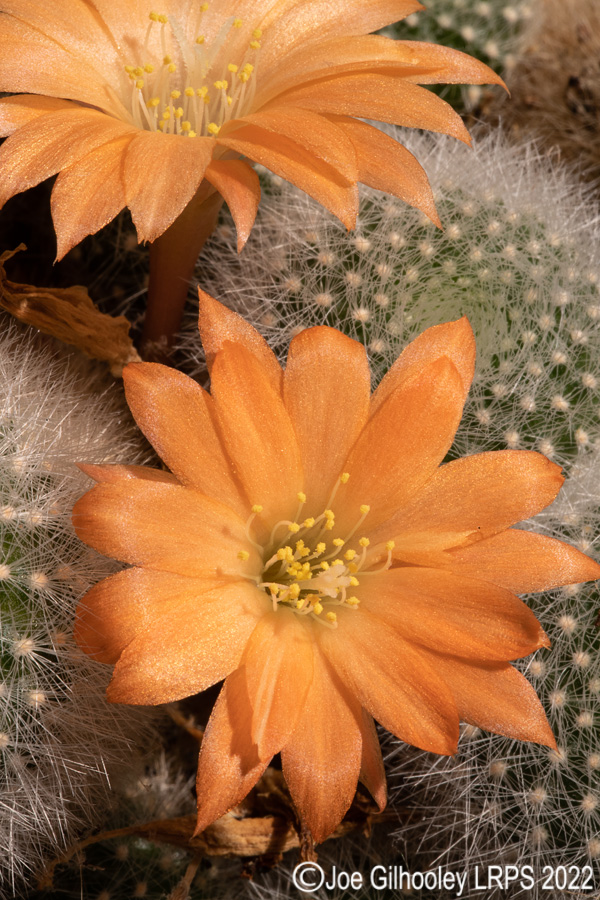 Rebutia Muscula Cactus Plant
