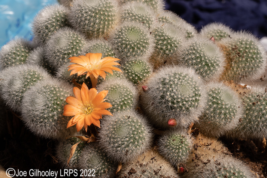 Rebutia Muscula Cactus Plant