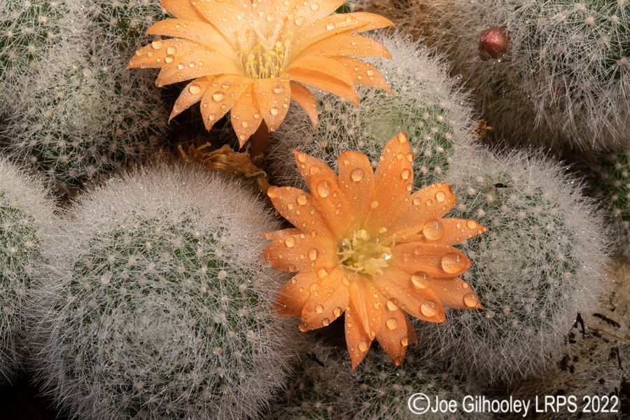 Rebutia Muscula Cactus Plant