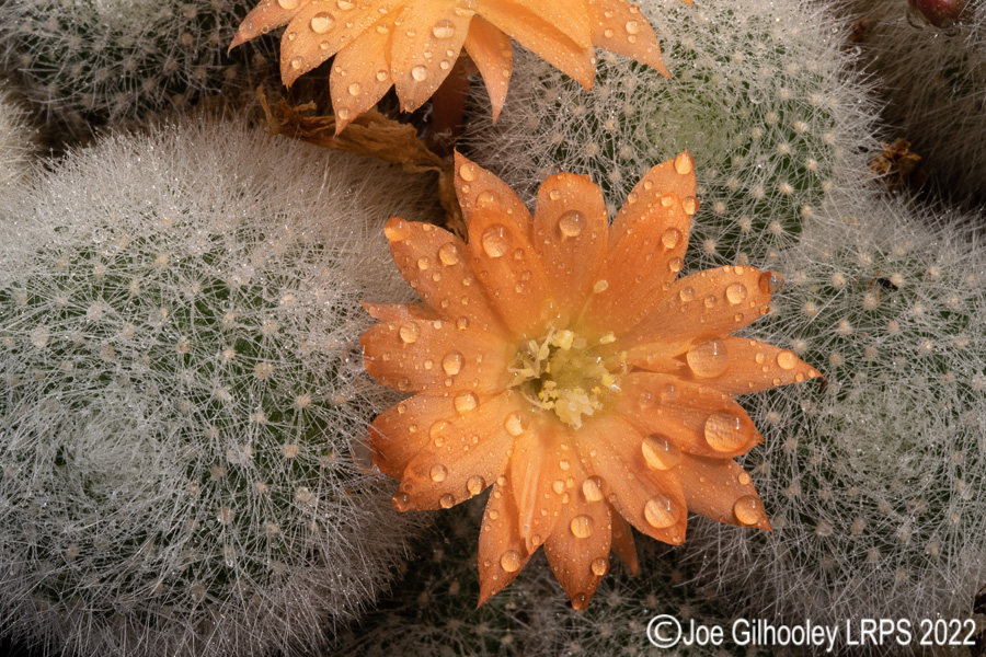 Rebutia Muscula Cactus Plant